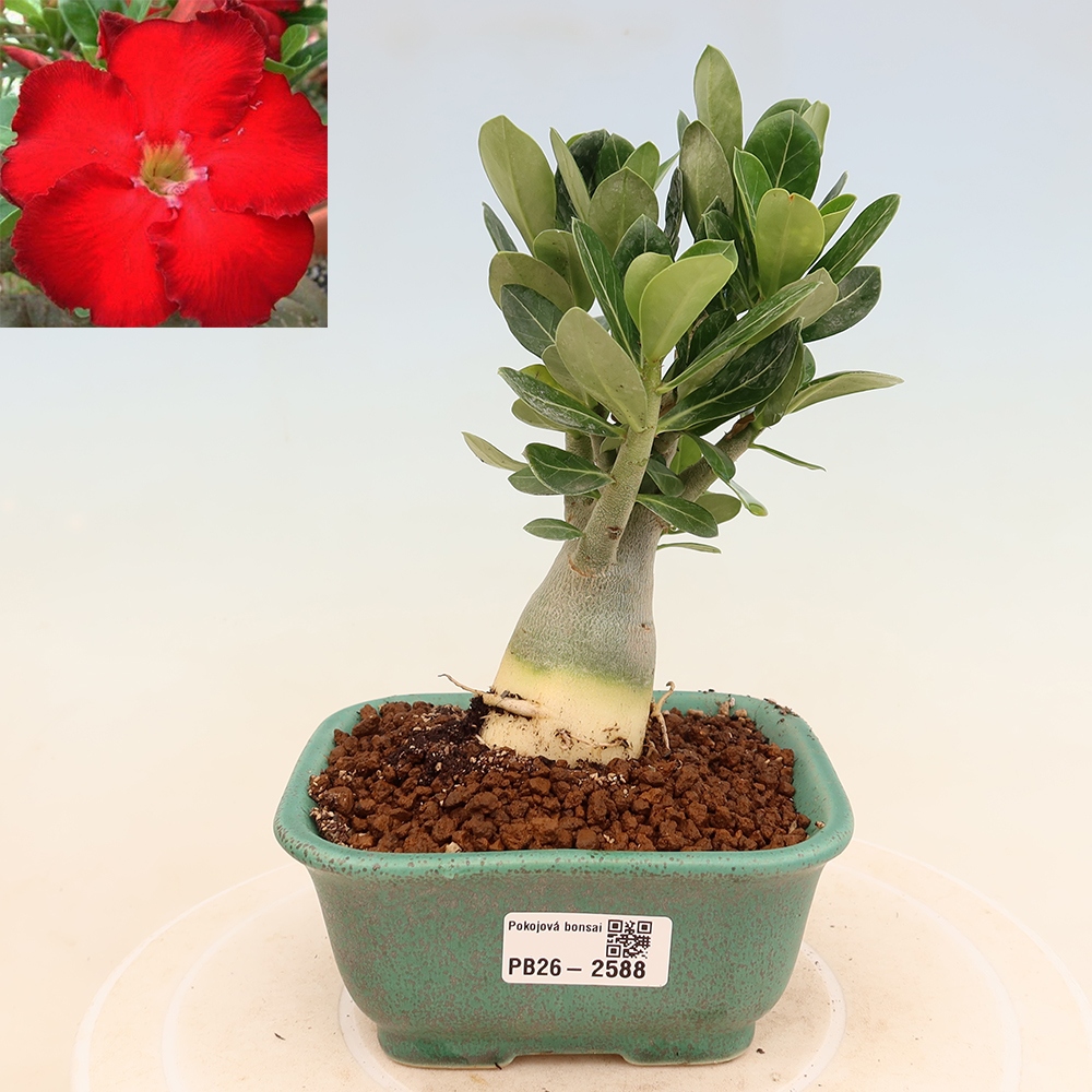 Indoor Bonsai - Adenium obesum Red Star - Desert Rose