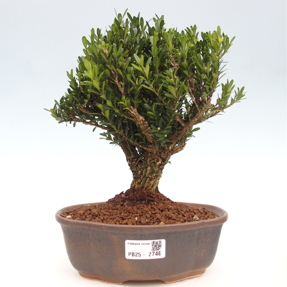 Indoor bonsai - Buxus harlandii - Cork boxwood