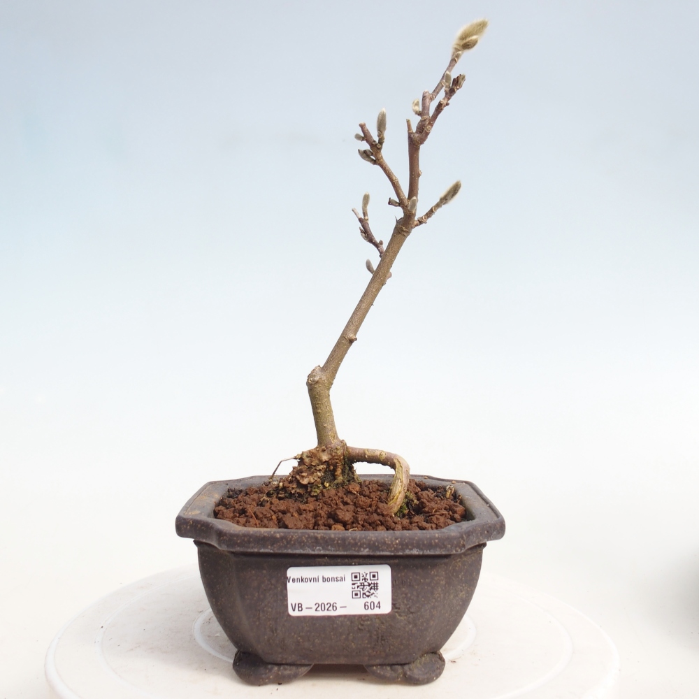 Outdoor bonsai - Magnolia stellata