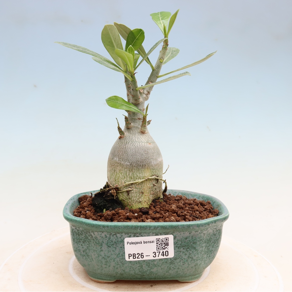 Indoor Bonsai - Adenium obesum Red Star - Desert Rose