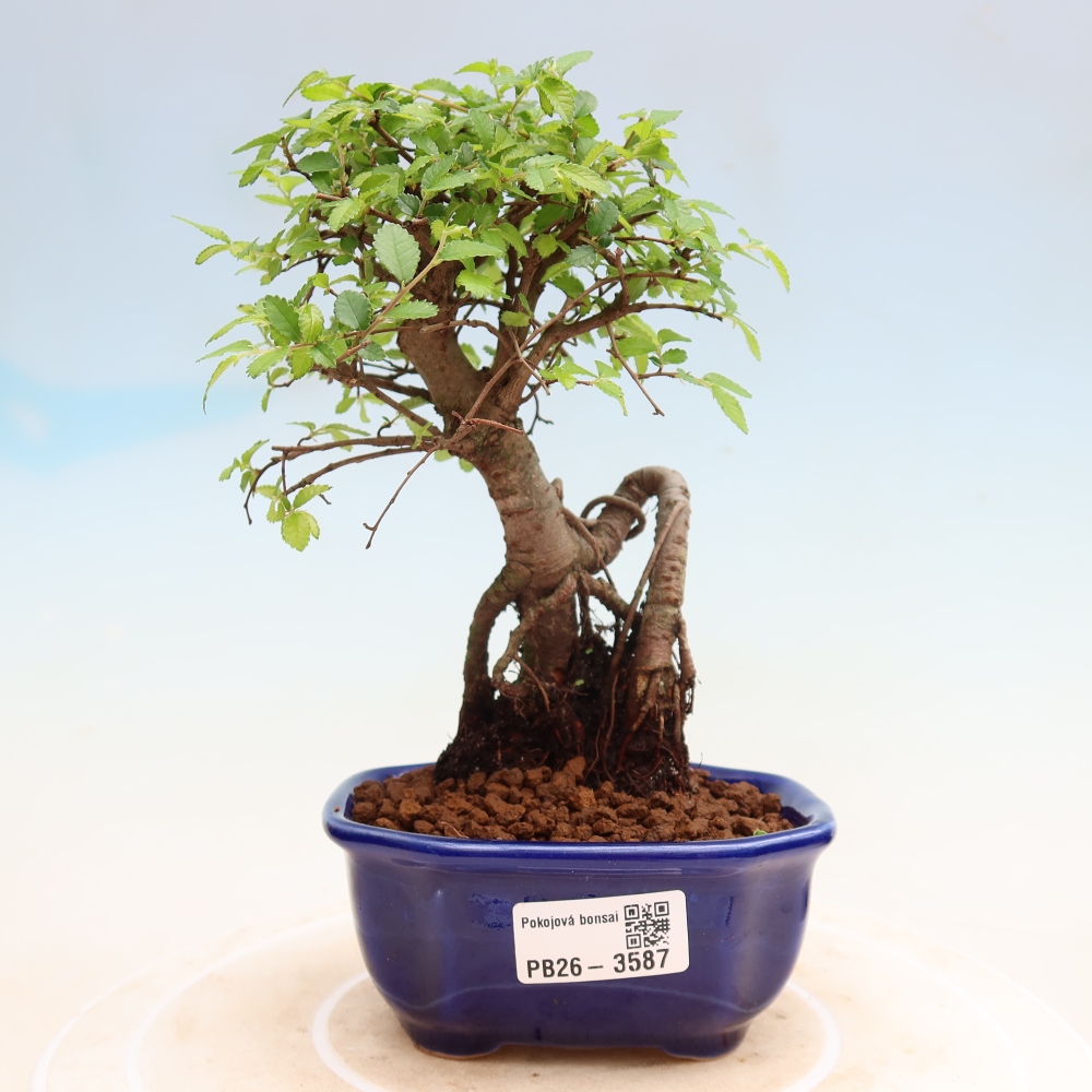 Room bonsai - Ulmus parvifolia - Small-leaved elm