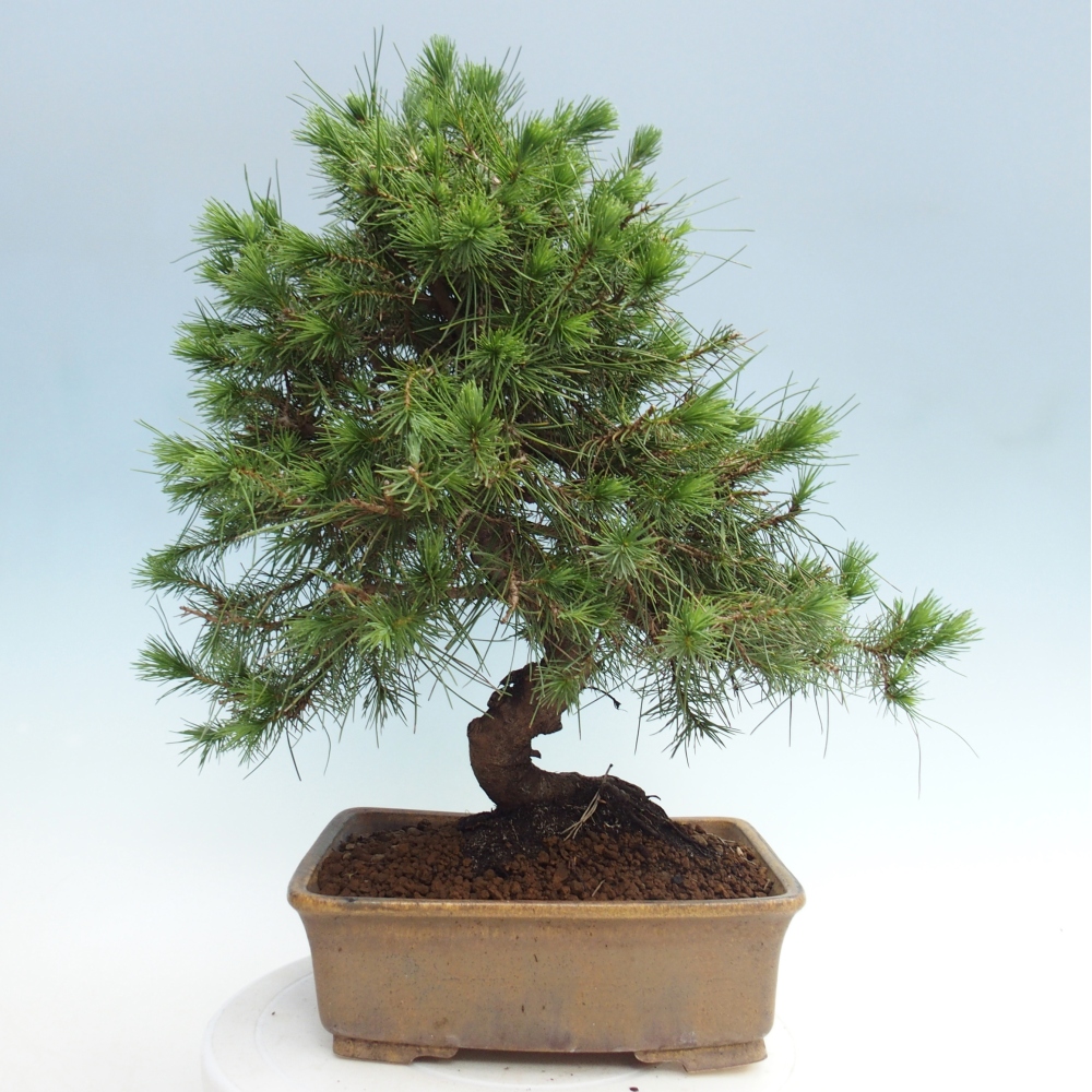 Room bonsai-Pinus halepensis-Pine of Aleppo