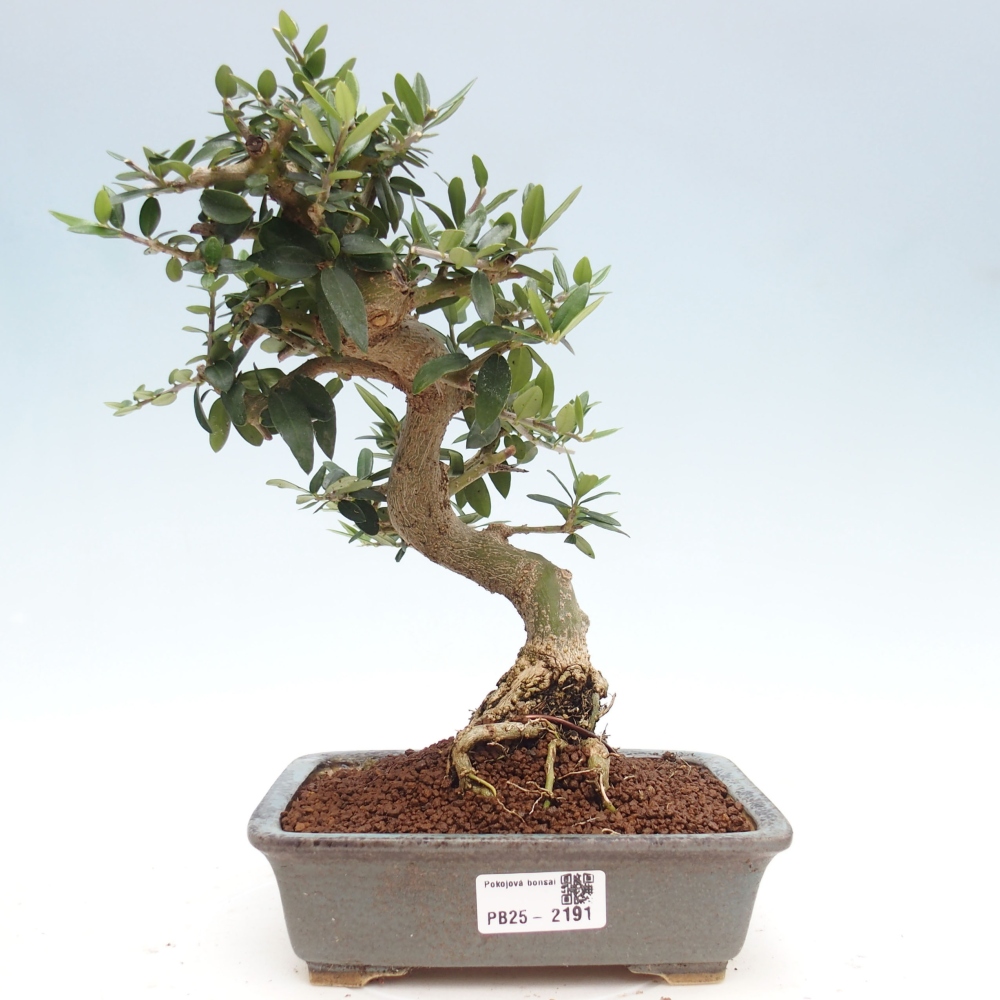 Indoor bonsai - Olea europaea sylvestris - European small-leaved olive oil