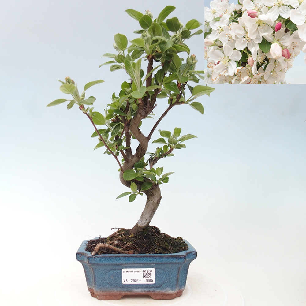 Outdoor bonsai -Malus halliana - Small-fruited apple tree