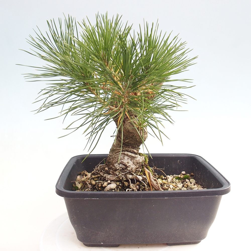 Outdoor bonsai - Pinus thunbergii - Thunberg pine
