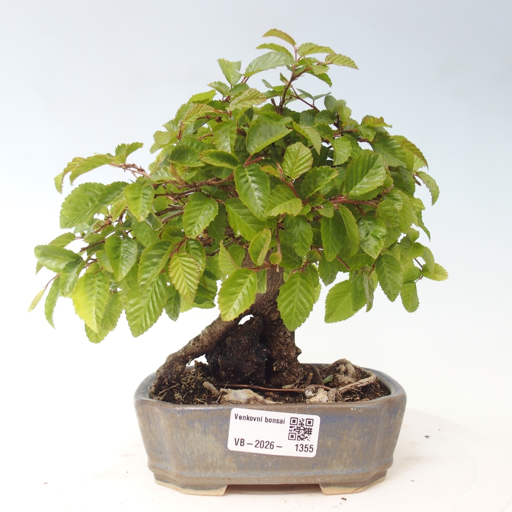 Outdoor bonsai -Carpinus CARPINOIDES - Korean Hornbeam