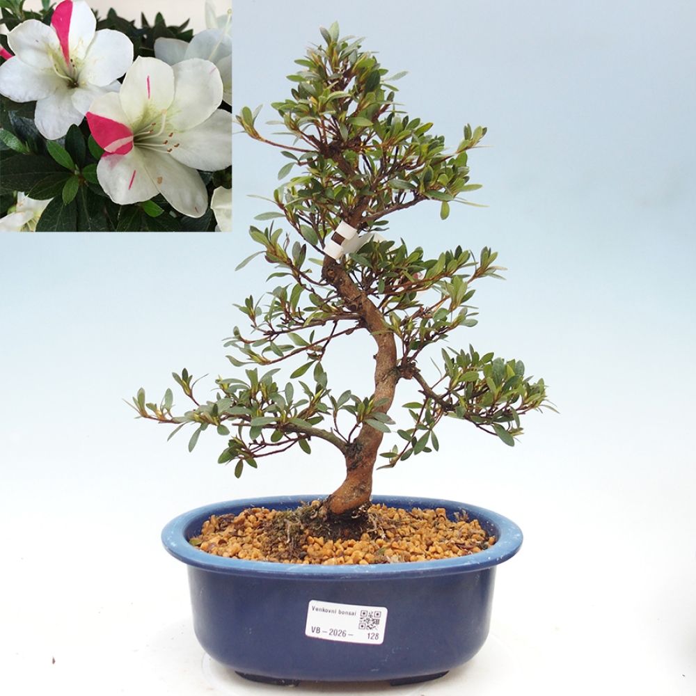Outdoor bonsai - Japanese Azalea - Azalea Suigootome