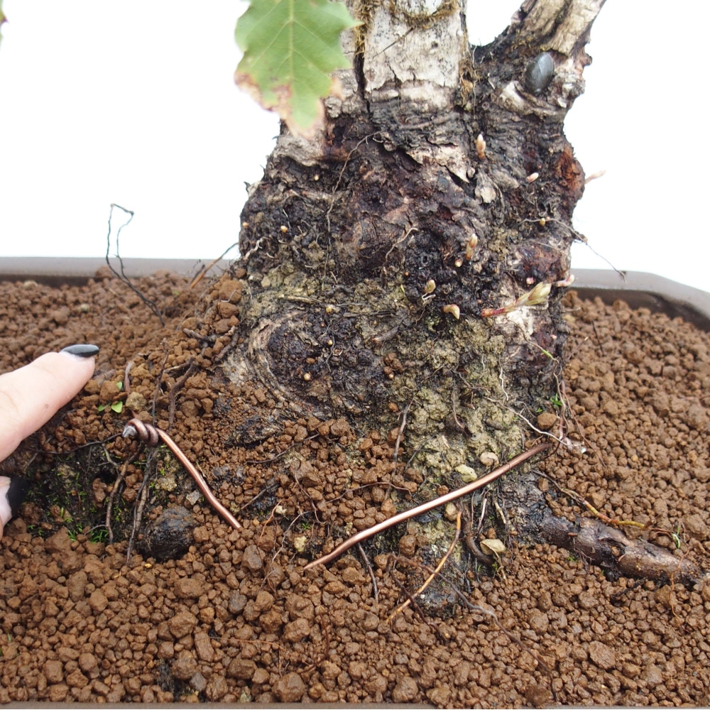 Yamadori - Quercus Ilex - Oak holly