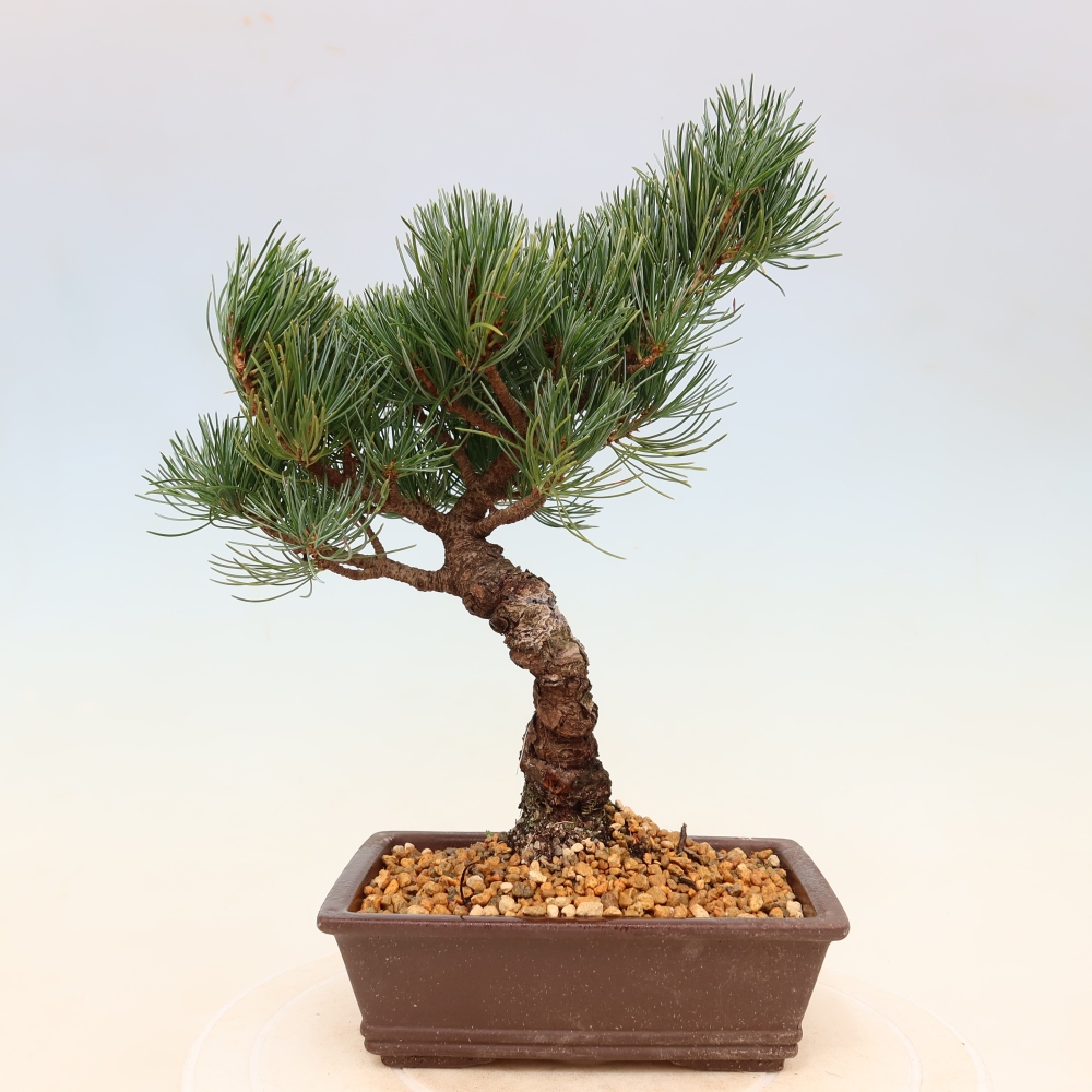 Outdoor bonsai - Pinus parviflora - Pinus parviflora