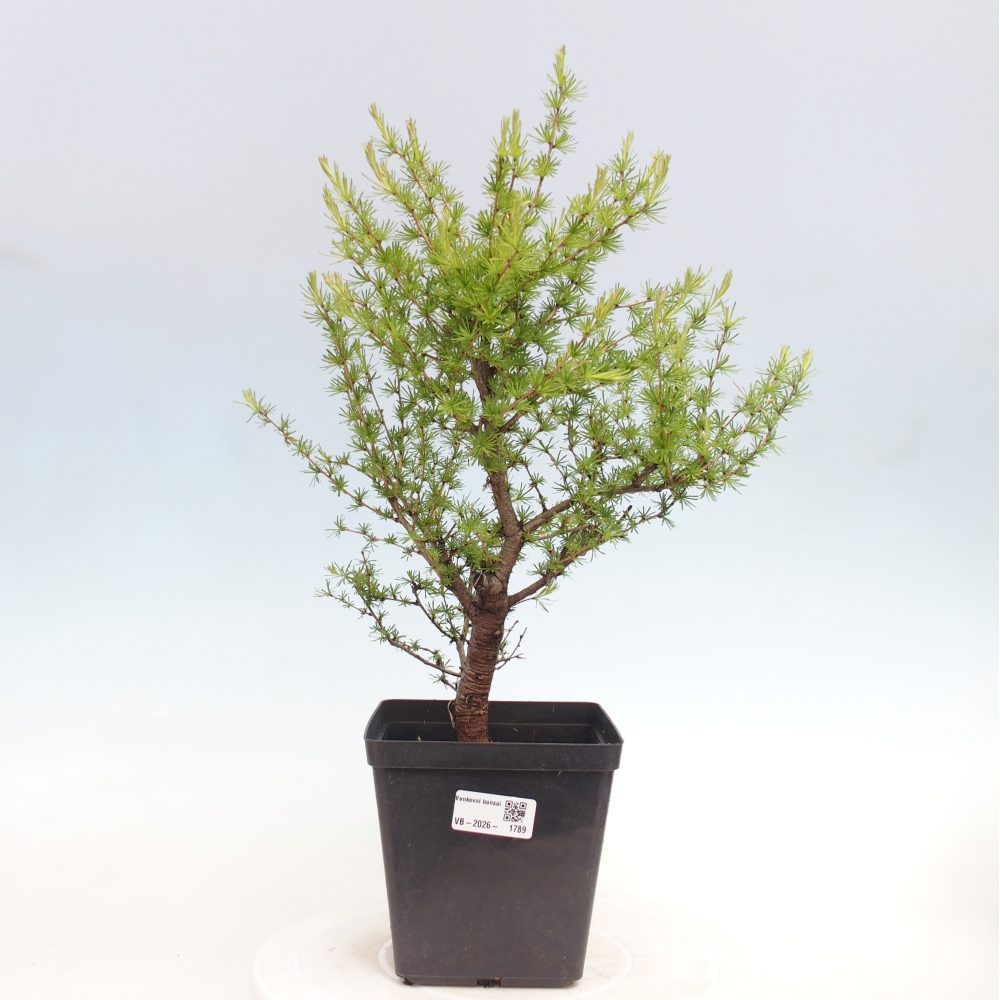 Outdoor bonsai -Larix decidua - Larch