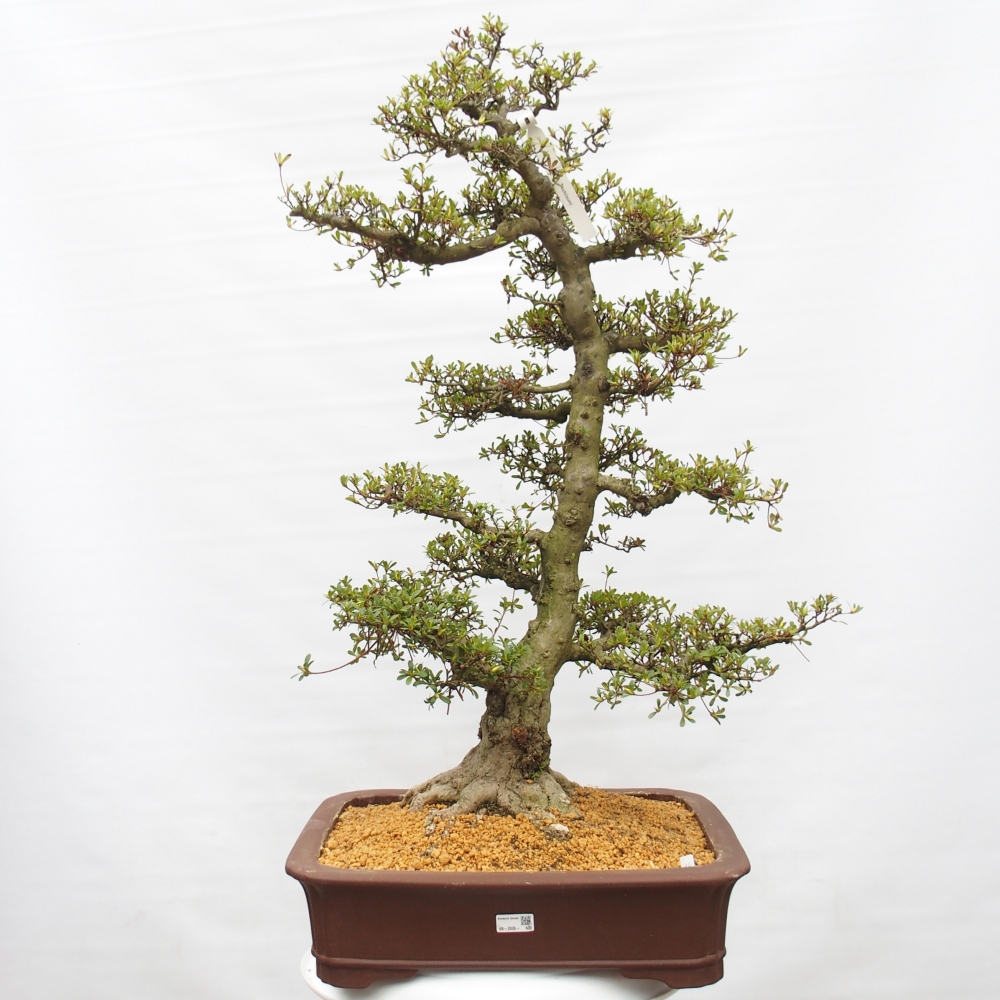 Outdoor bonsai - Japanese Azalea - Azalea Tochizumi