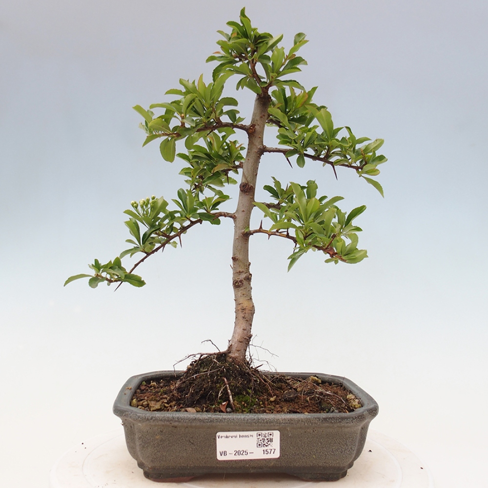 Outdoor Bonsai-Pyracanta Teton -Bakery