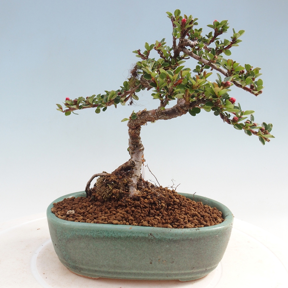 Outdoor bonsai - Cotoneaster horizontalis - Rock tree