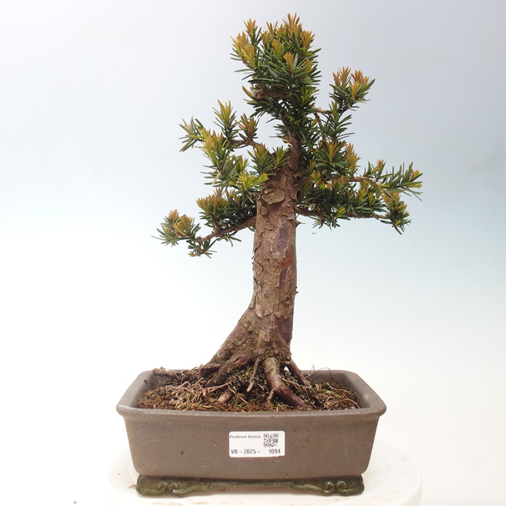 Outdoor bonsai - Taxus cuspidata - Japanese yew