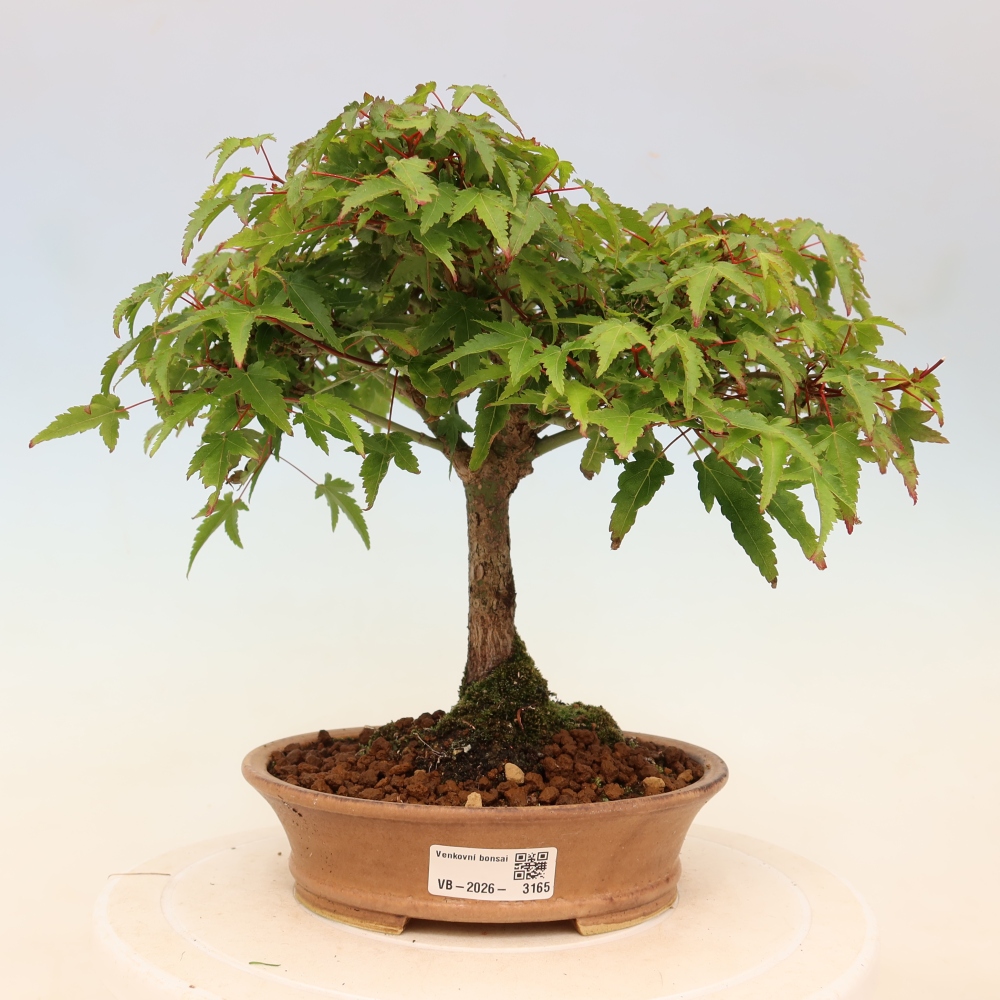 Acer palmatum KIOHIME - Palmetto maple