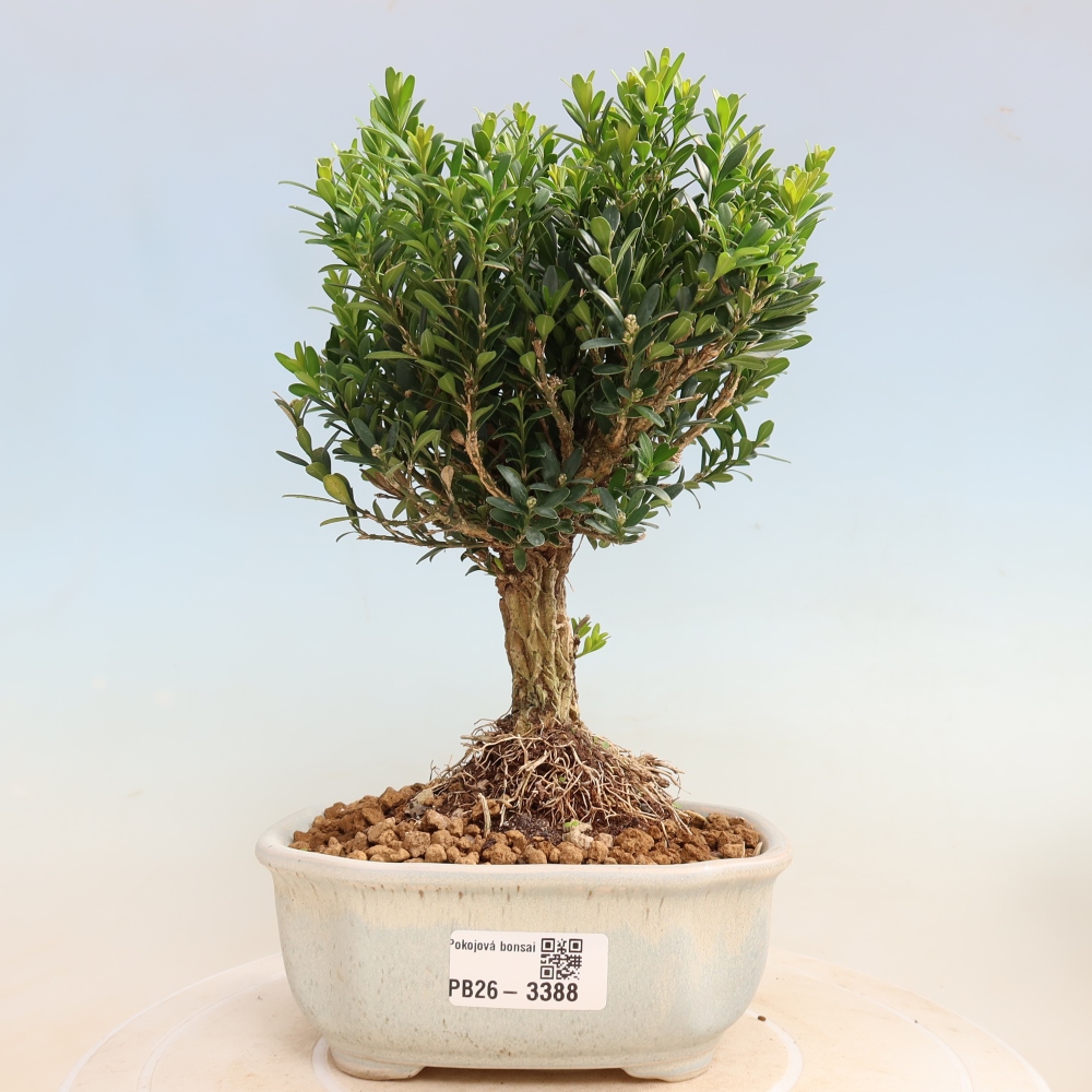 Room bonsai - Buxus harlandii - cork buxus