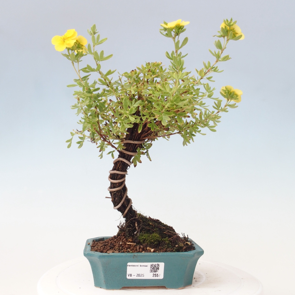 Outdoor bonsai-Cinquefoil - Potentila fruticosa yellow Bird