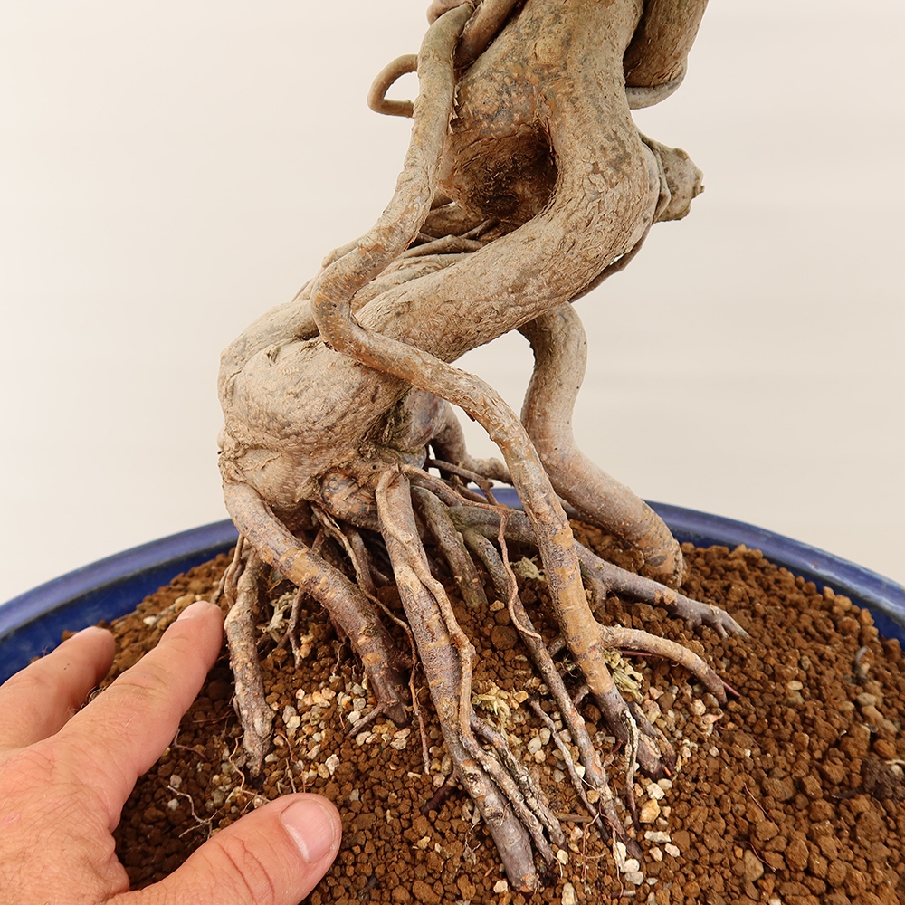 Outdoor bonsai - Carpinus Coreana - Korean hornbeam
