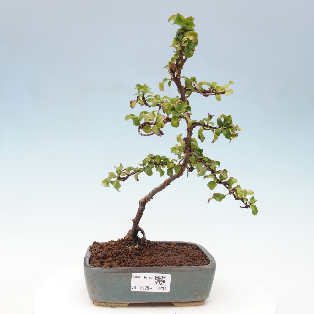 Outdoor bonsai - Chaenomeles with. Red Joy - Quince