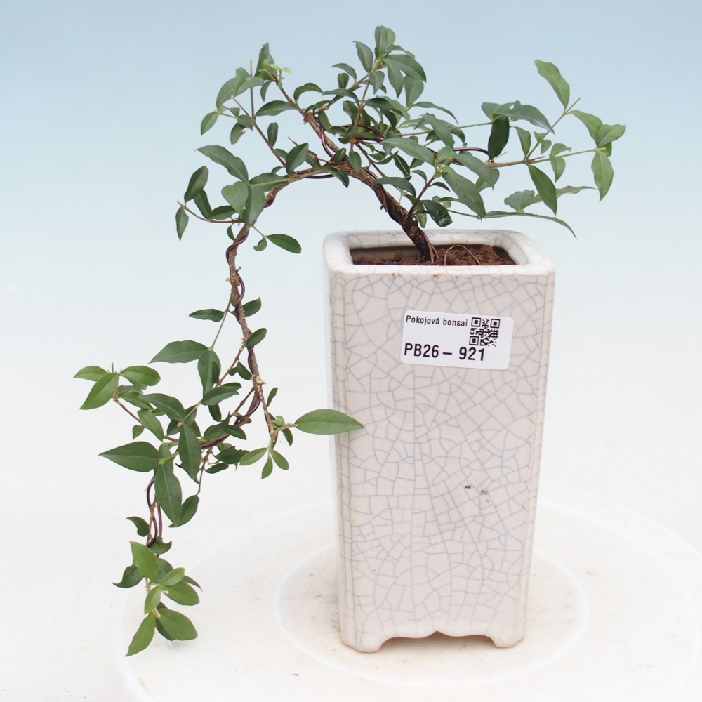 Room bonsai - Malpighia coccigera- Barbdor Cherry