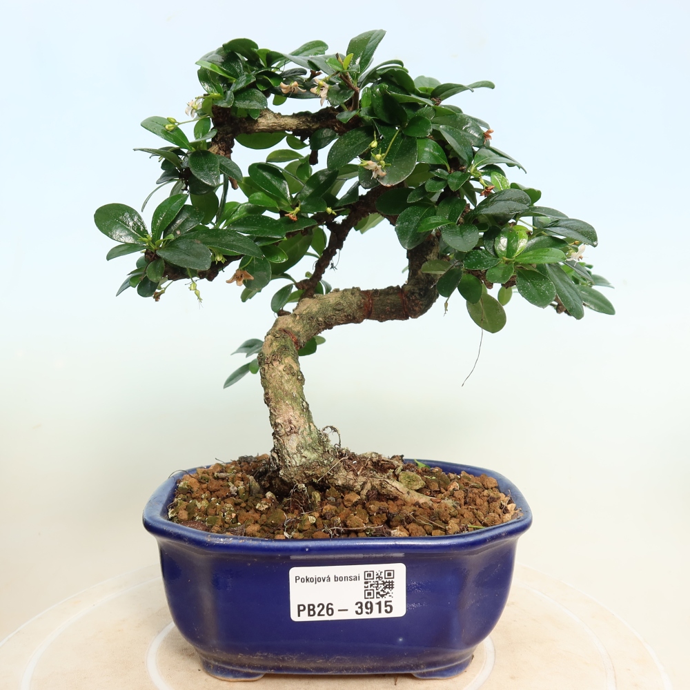 Room bonsai - Carmona macrophylla - Tea fuki