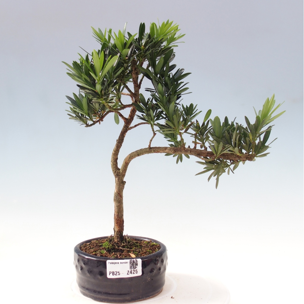 Indoor bonsai - Podocarpus - Stone thous