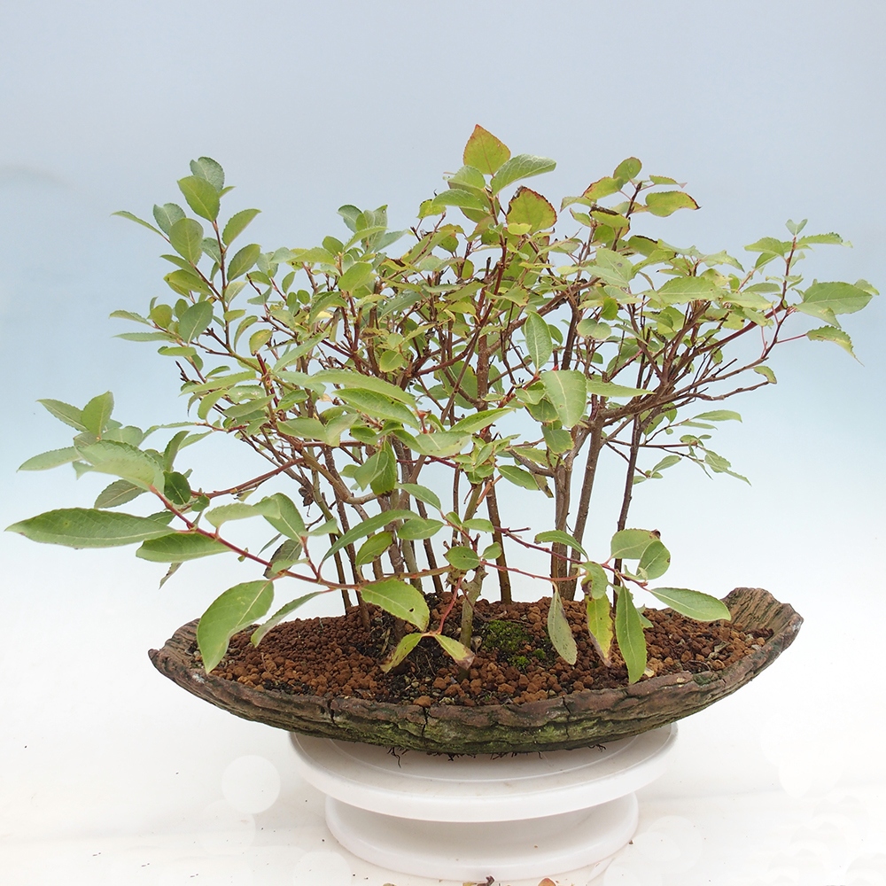 Outdoor bonsai - Salix - Willow
