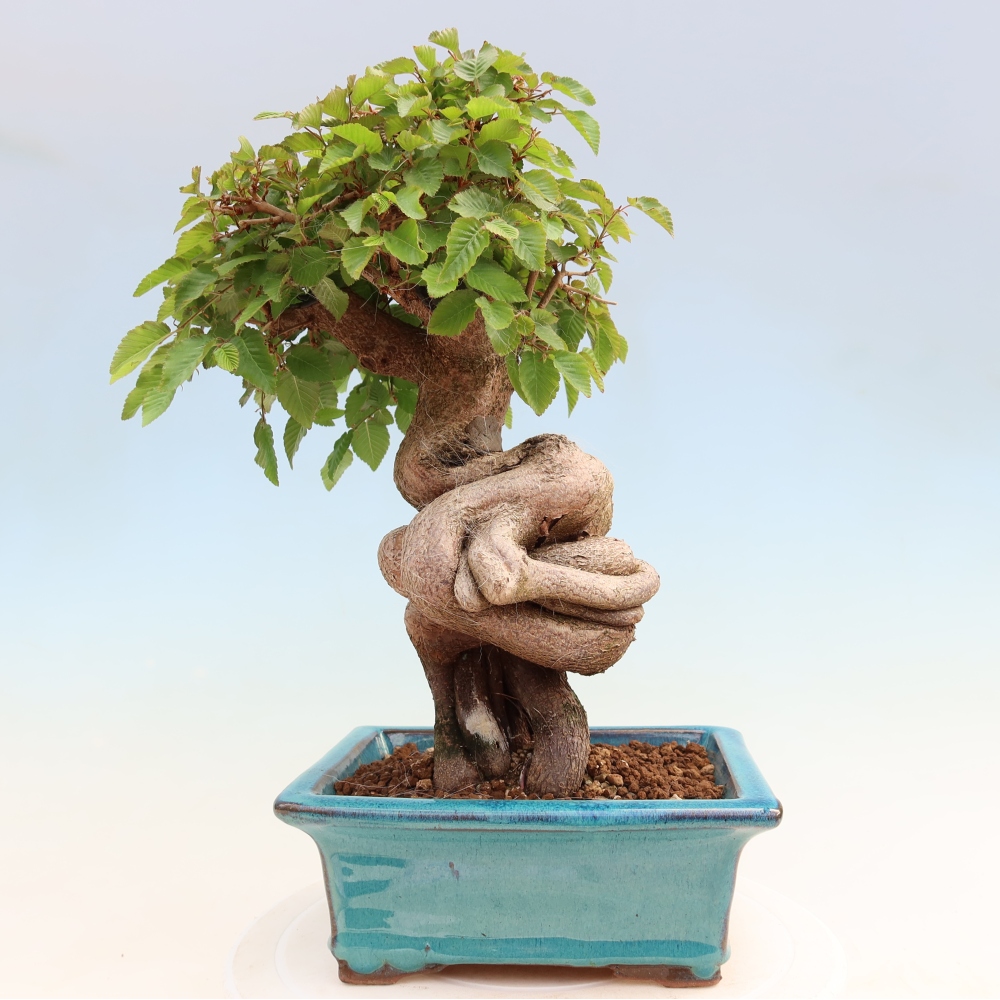 Outdoor bonsai -Carpinus coreana - Korean Hornbeam