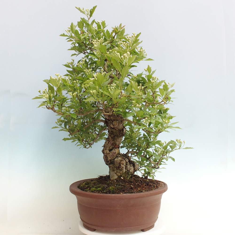 Outdoor bonsai - Hawthorn - Crataegus cuneata