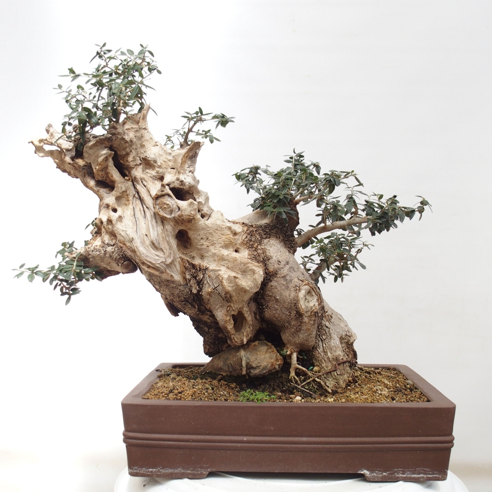 Indoor bonsai - Olea europaea sylvestris - European small-leaved olive oil
