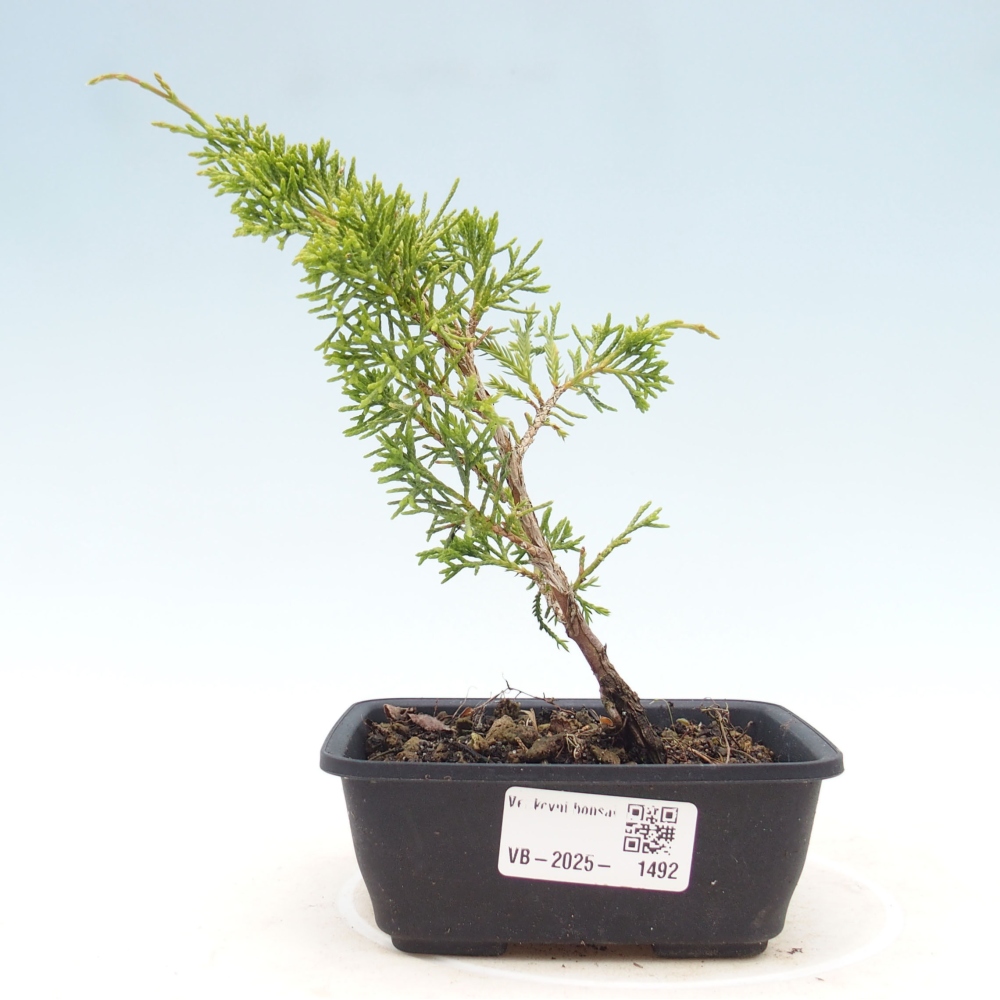 Outdoor bonsai - Juniperus chinensis Itoigawa - Chinese juniper