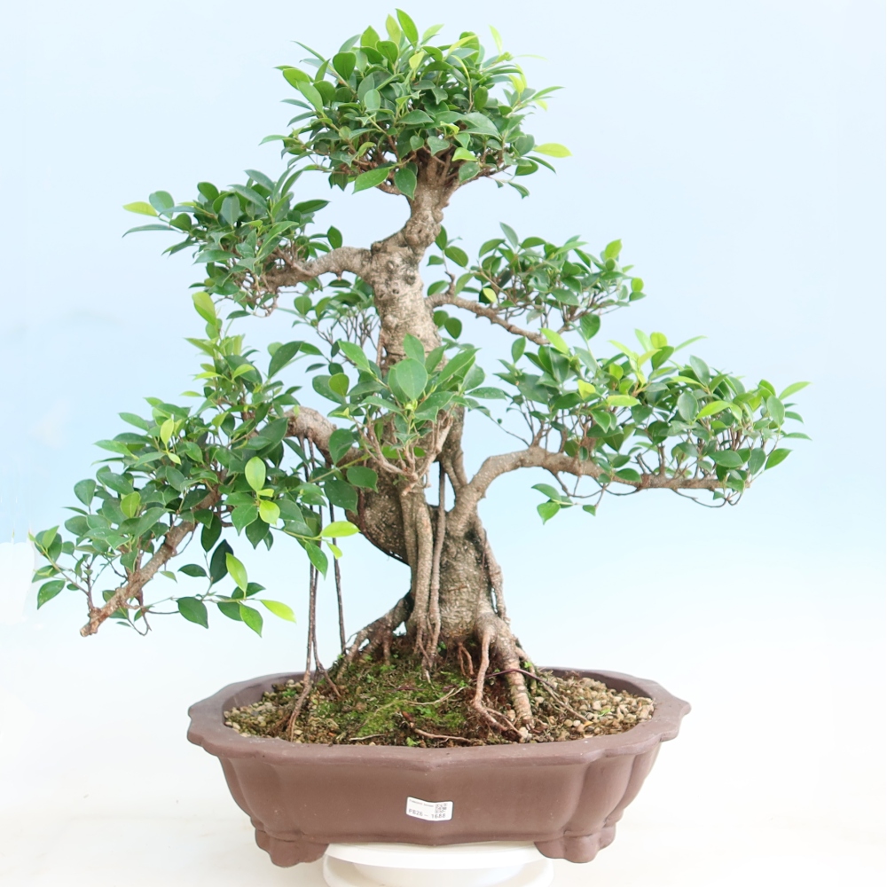 Room bonsai - Ficus kimmen - small-leaved ficus