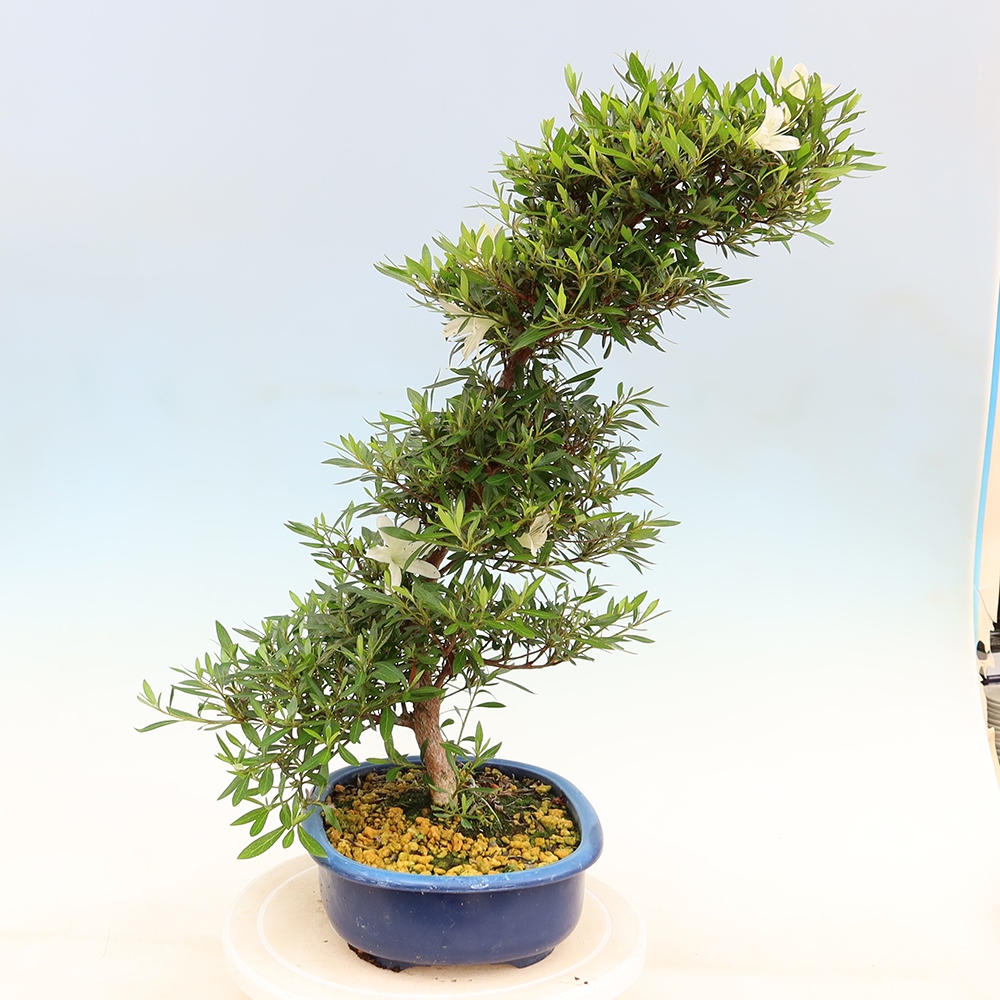 Outdoor bonsai - Japanese Azalea - Azalea Hakurin