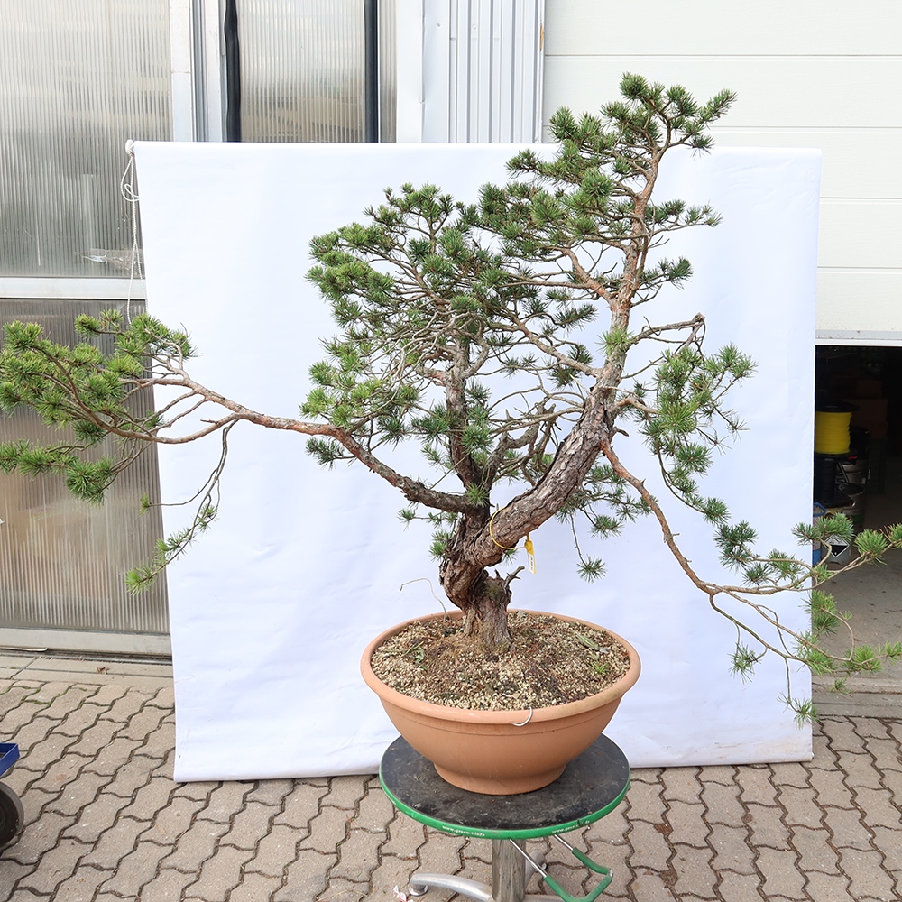 Pinus sylvestris Spain - Scots pine