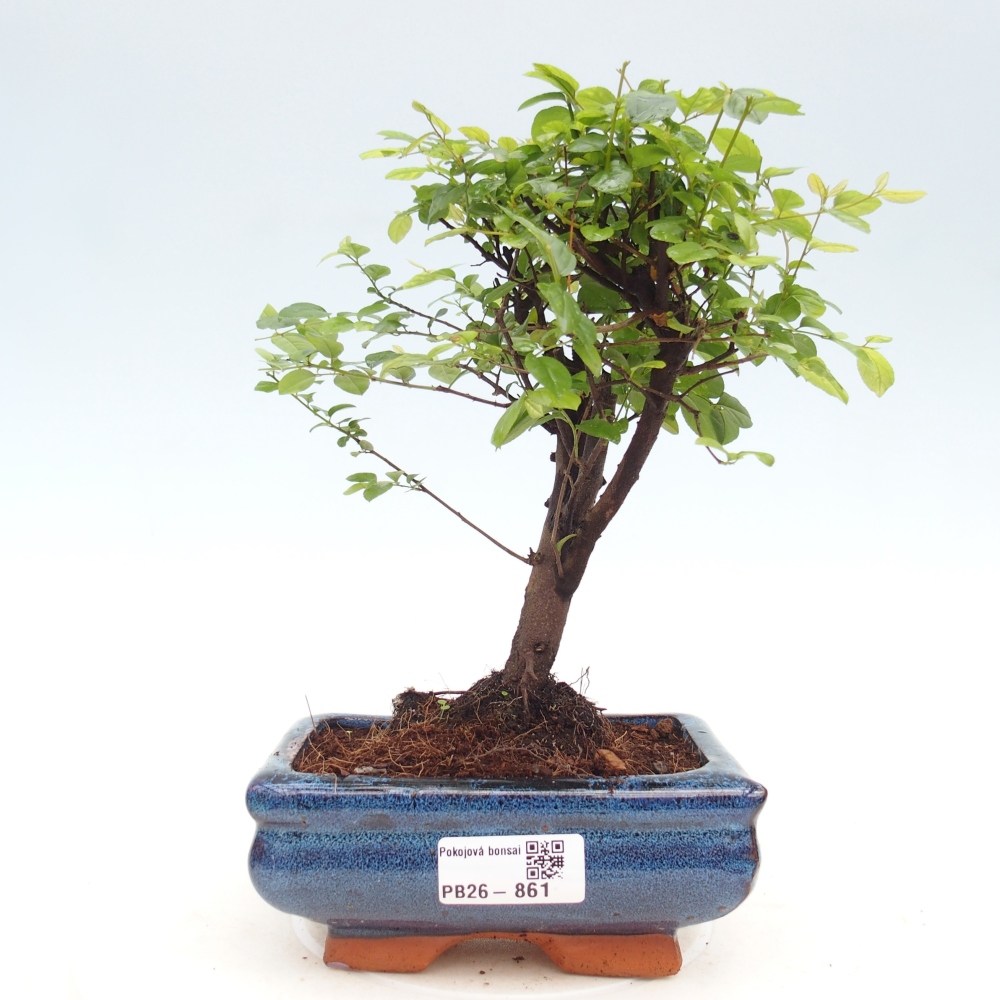 Room bonsai - Sageretia thea - Sageretia thea