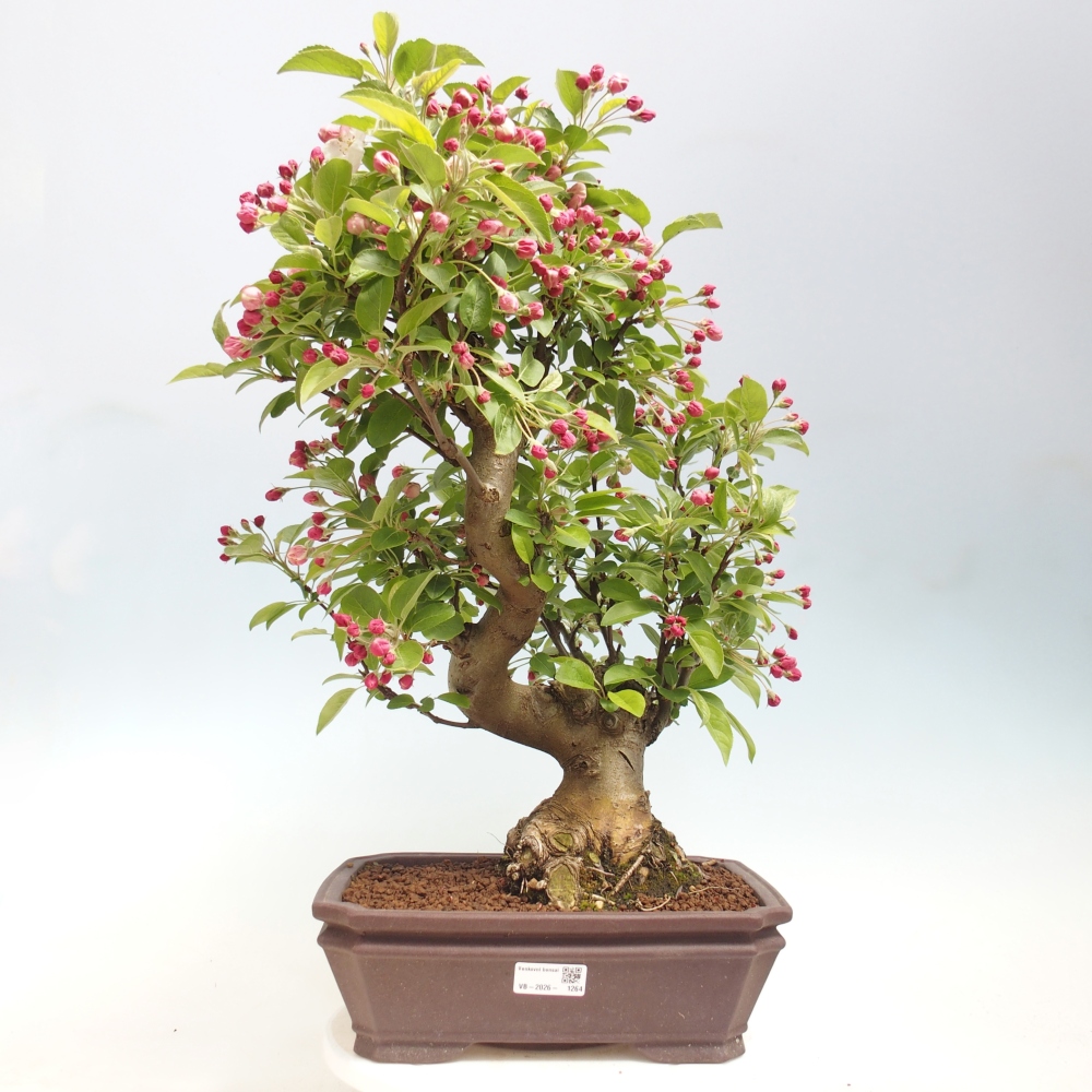 Outdoor bonsai -Malus halliana - Small-fruited apple tree