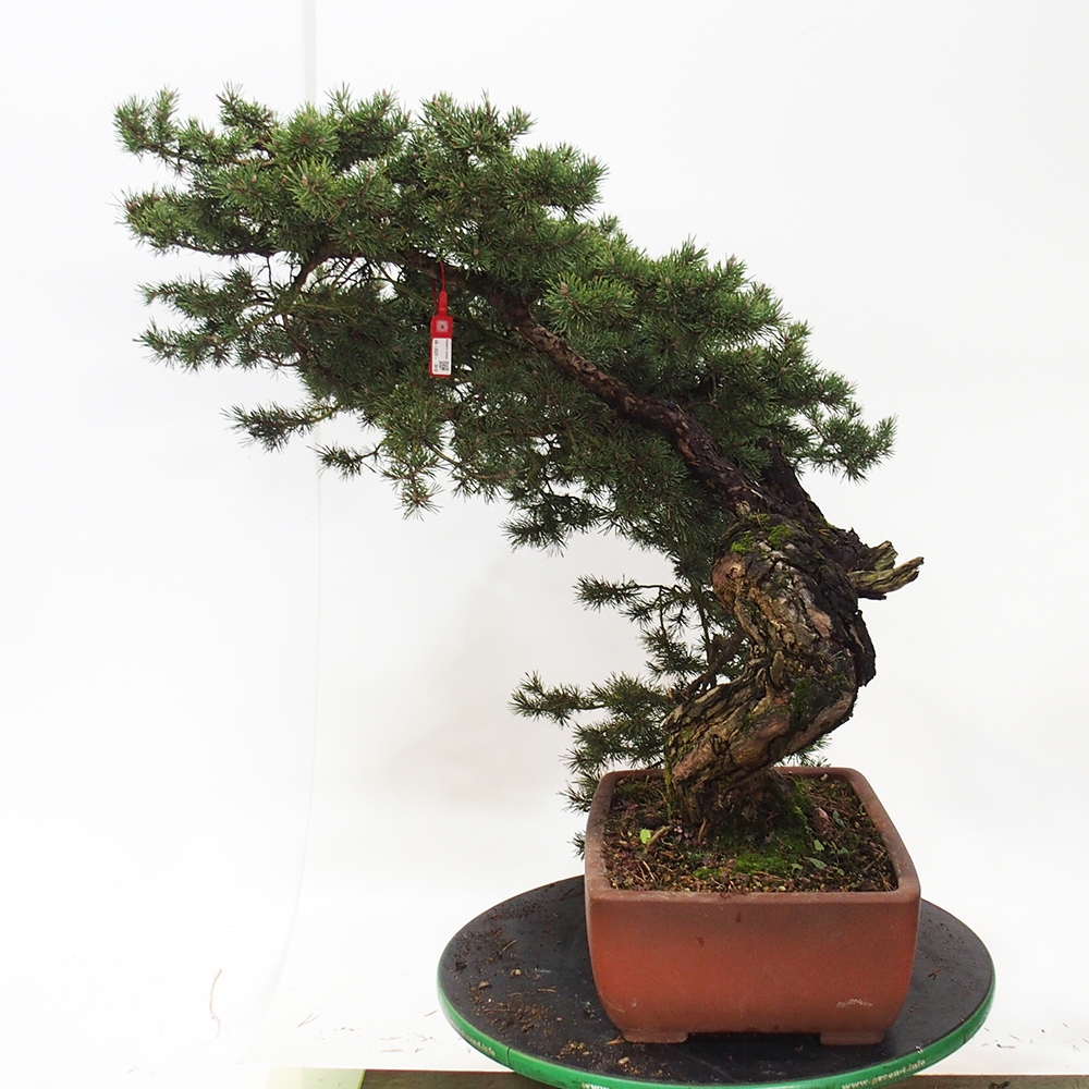 Yamadori - Pinus sylvestris Spain