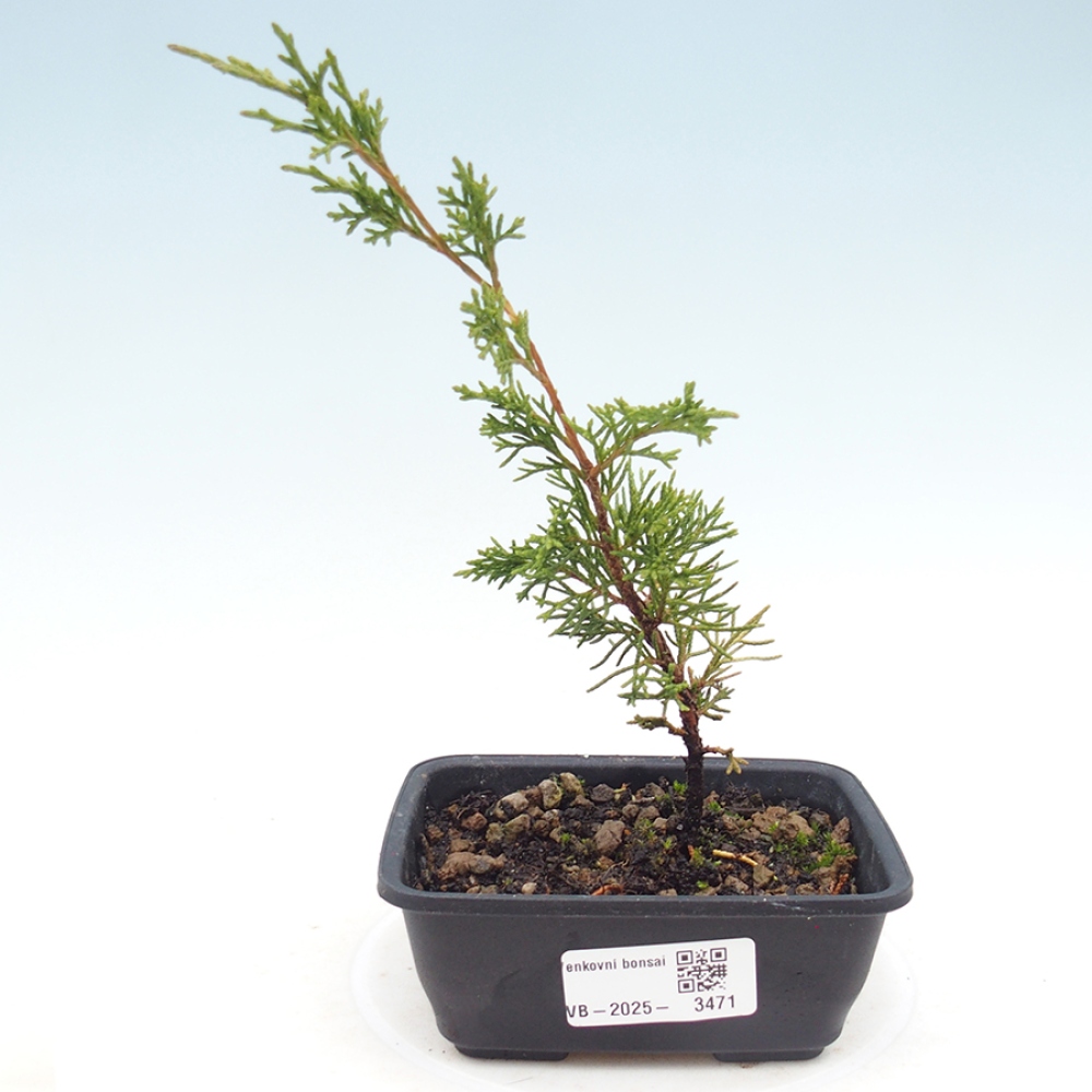 Outdoor bonsai - Juniperus chinensis Itoigawa