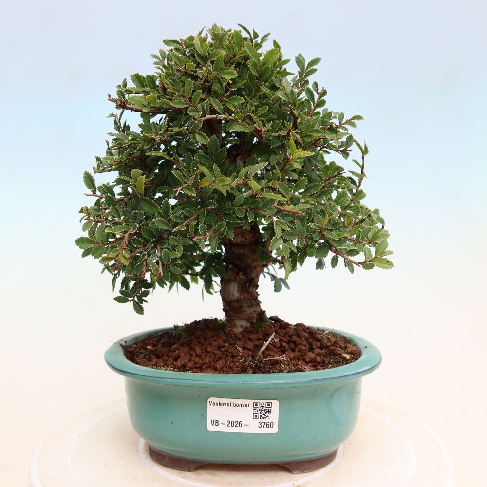 Outdoor bonsai - Zelkova - Zelkova NIRE