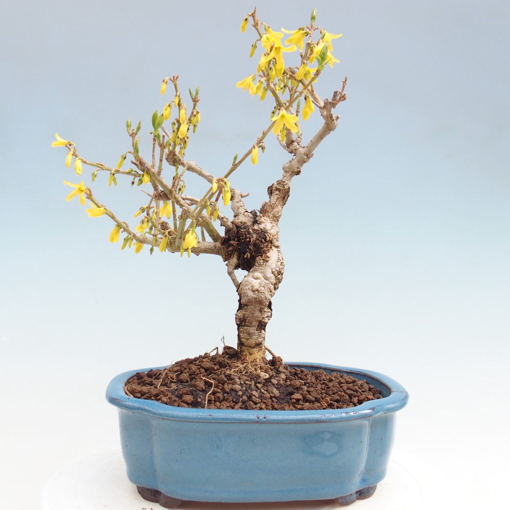 Outdoor bonsai - Forsythia - Forsythia koreana