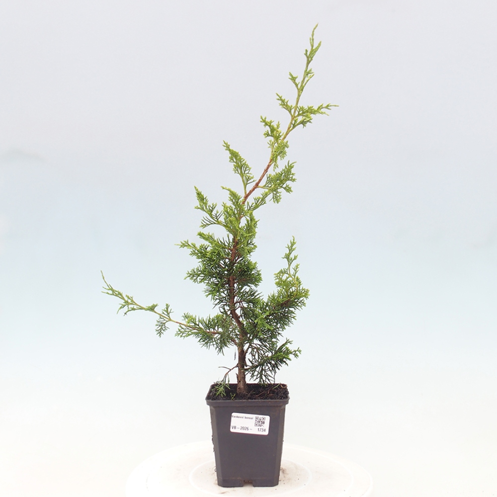 Outdoor bonsai - Juniperus chinensis Itoigawa