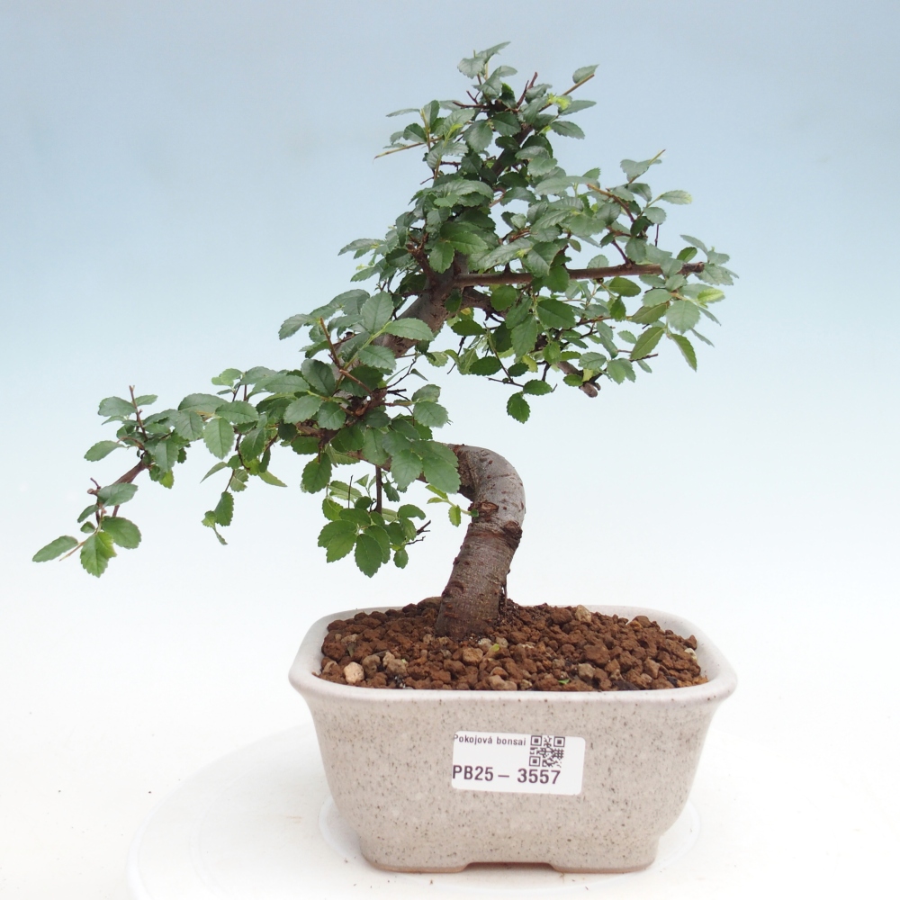 Room bonsai - Ulmus parvifolia - Small-leaved elm