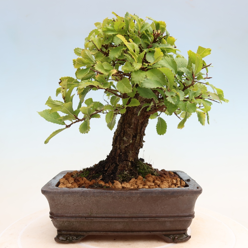 Outdoor bonsai - Zelkova - Zelkova NIRE