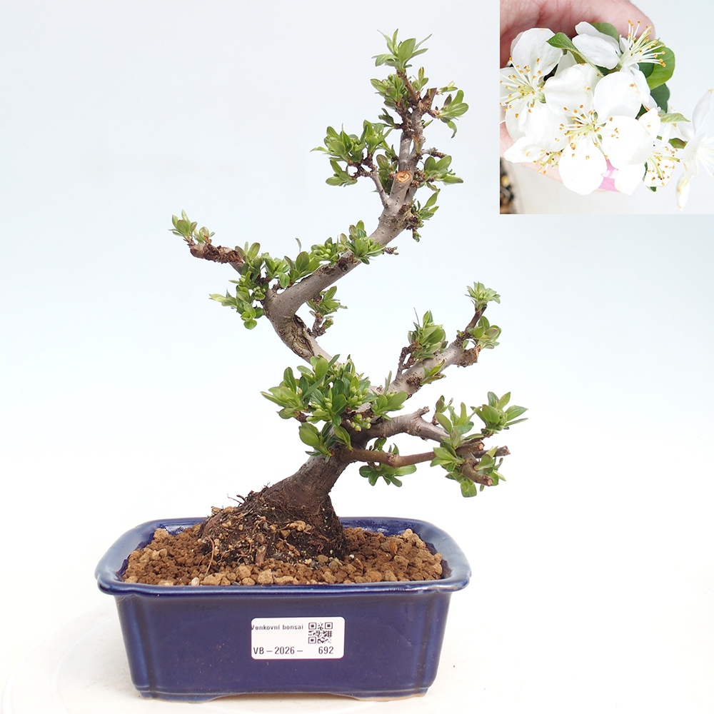 Outdoor bonsai - Malus sargentii - Small-fruited apple tree