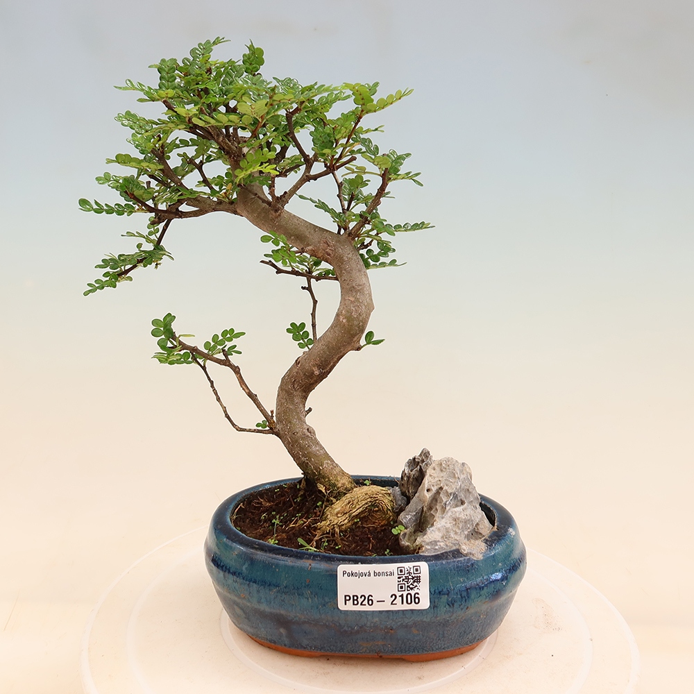 Room bonsai - Zantoxylum piperitum - pepper tree