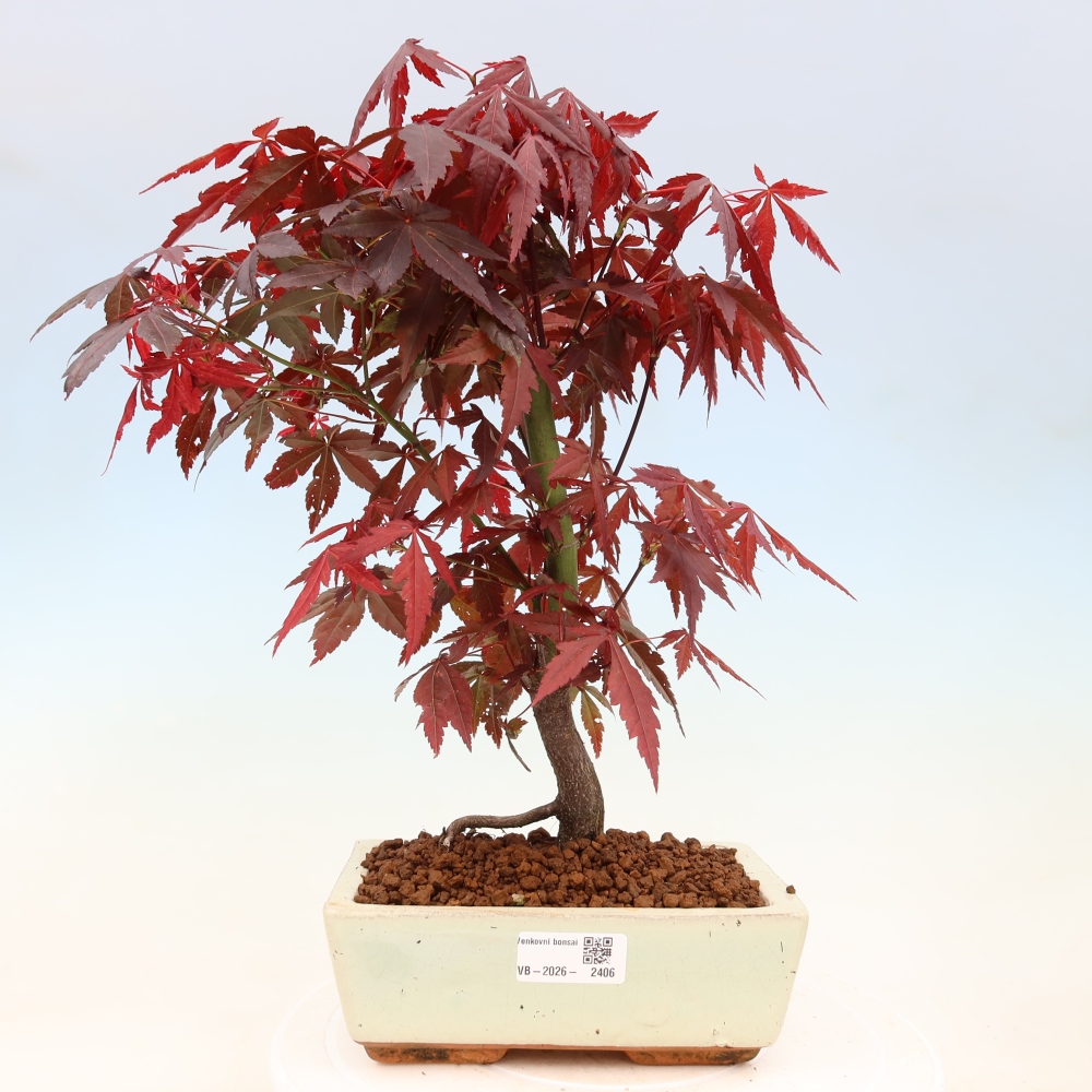 Outdoor bonsai - Acer palm. Atropurpureum-Javor palmate