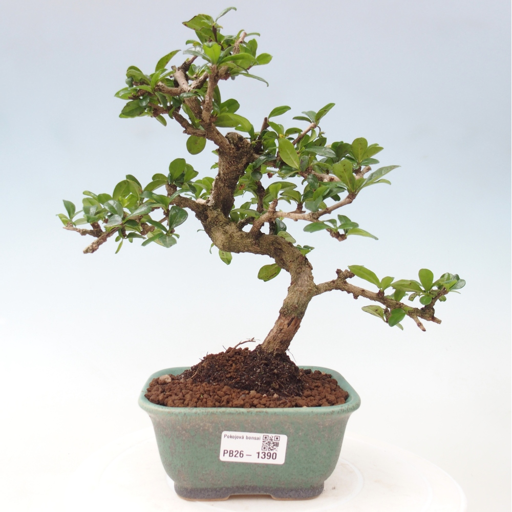 Room bonsai - Carmona macrophylla - Tea fuki