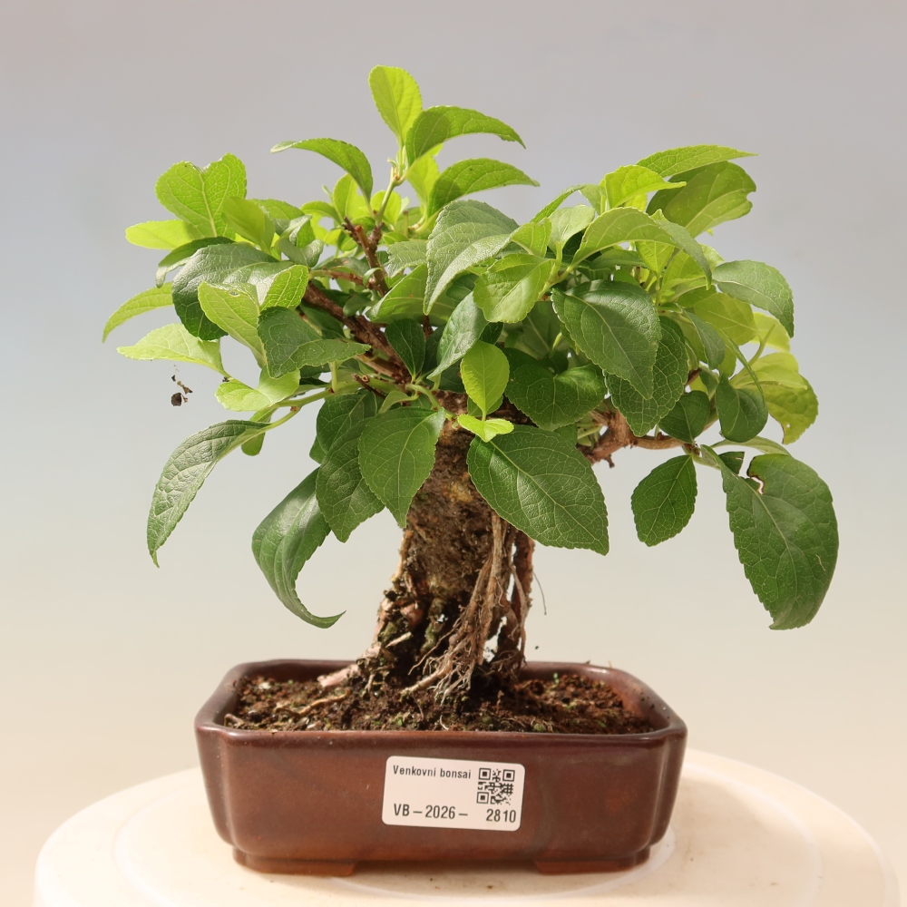 Outdoor bonsai - Celastrus orbiculatus
