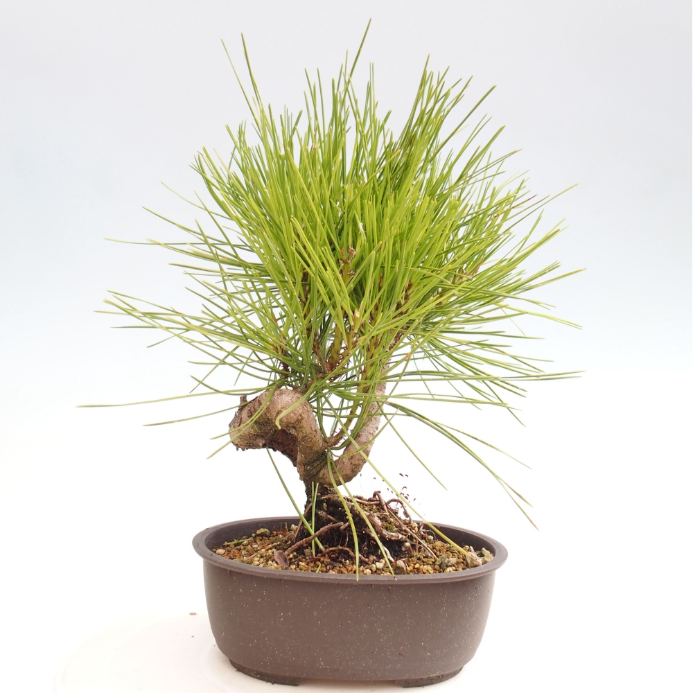 Outdoor bonsai - Pinus thunbergii - Thunbergia pine