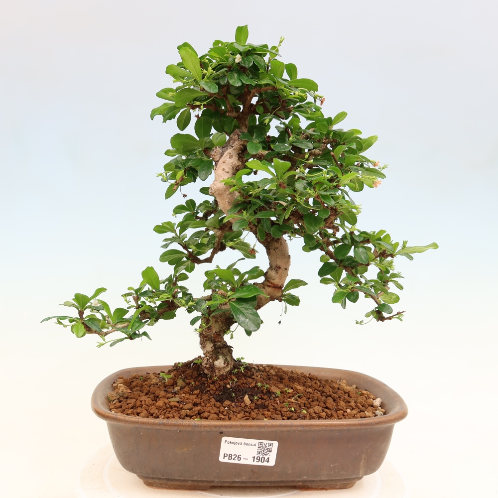 Room bonsai - Carmona macrophylla - Tea fuki